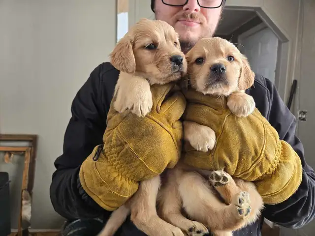 Golden Retriever/Lab puppies