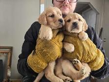 Golden Retriever/Lab puppies