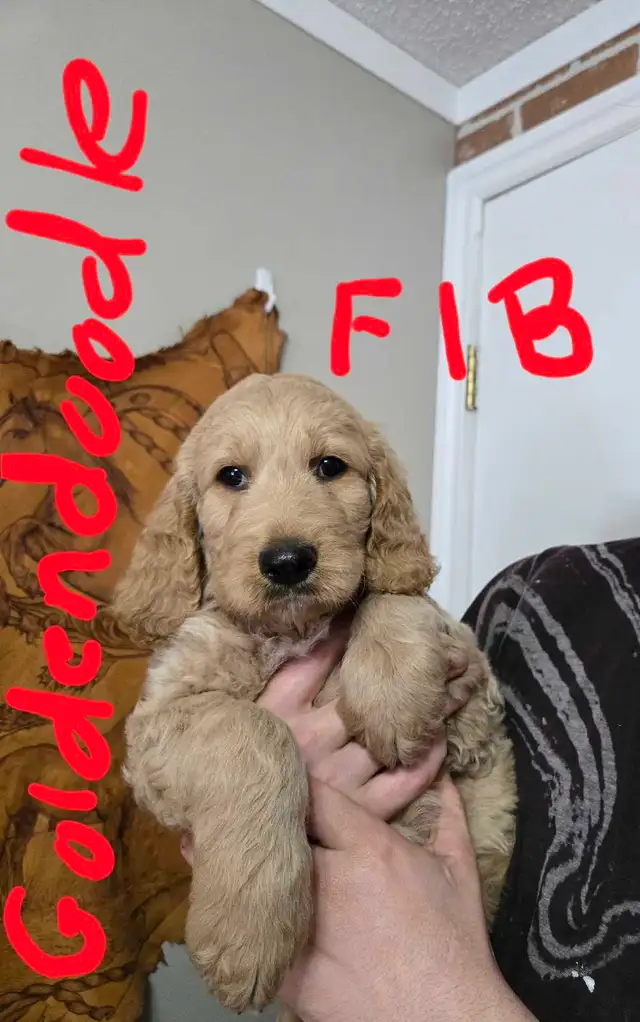 Golden Retriever/Lab puppies - Photo 2