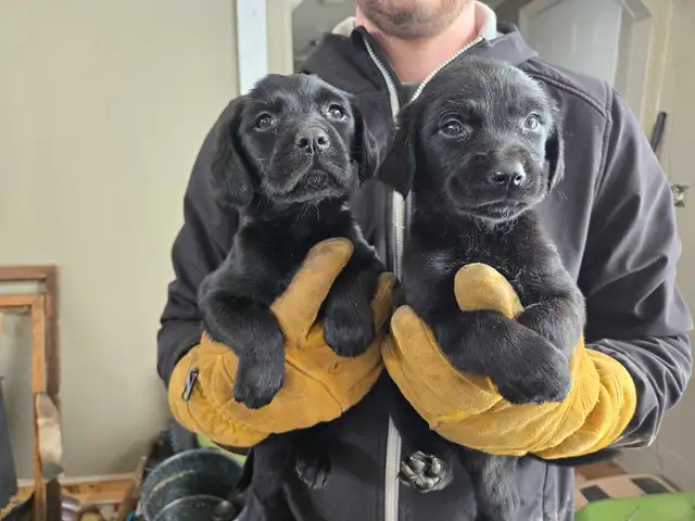 Golden Retriever/Lab puppies - Photo 3