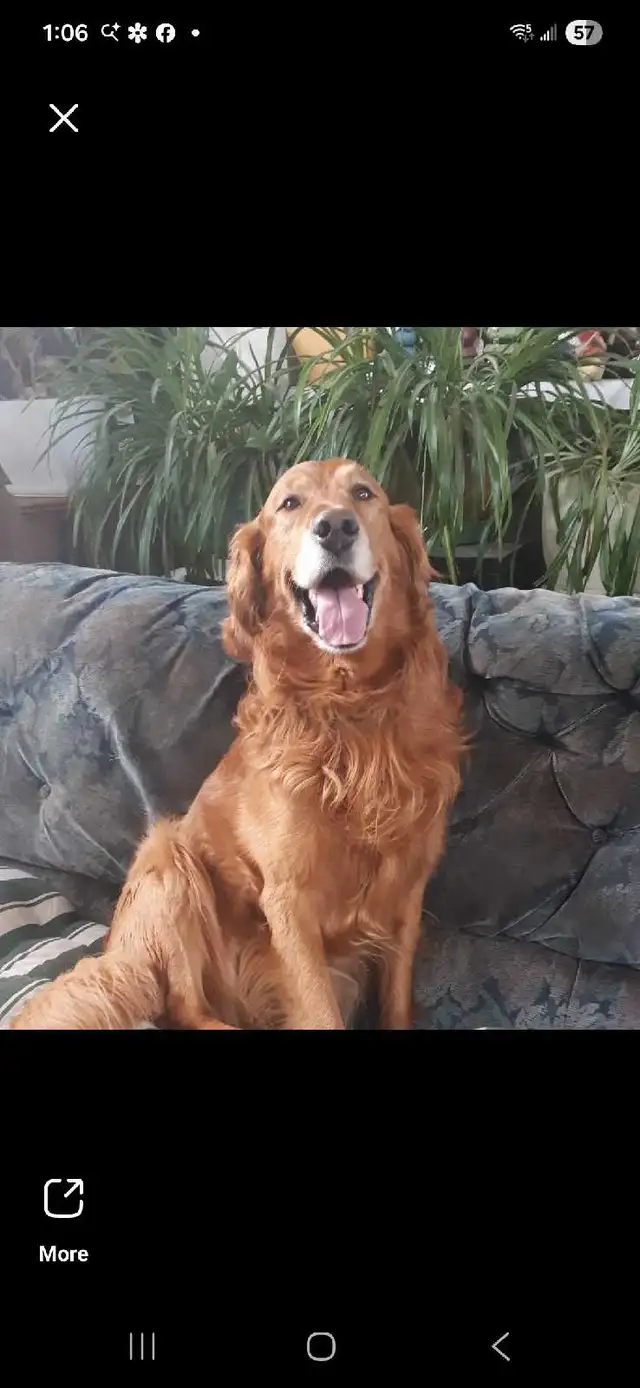 Golden Retriever/Lab puppies - Photo 4