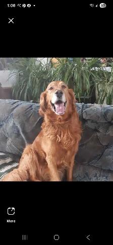 Golden Retriever/Lab puppies - Photo 4