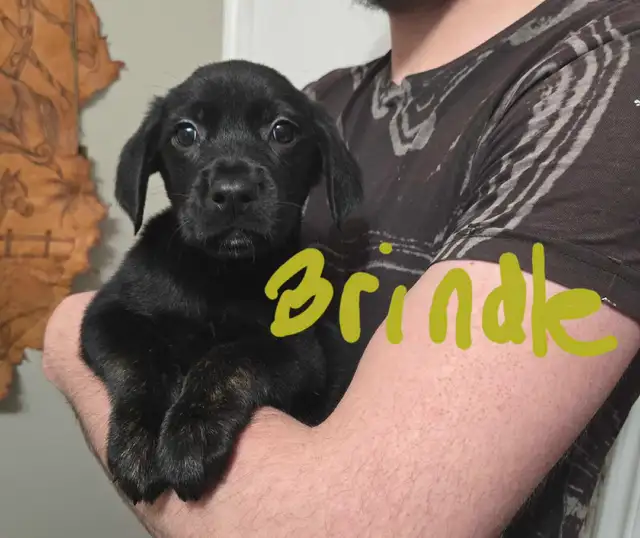 Golden Retriever/Lab puppies - Photo 5