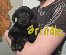 Golden Retriever/Lab puppies - Photo 5