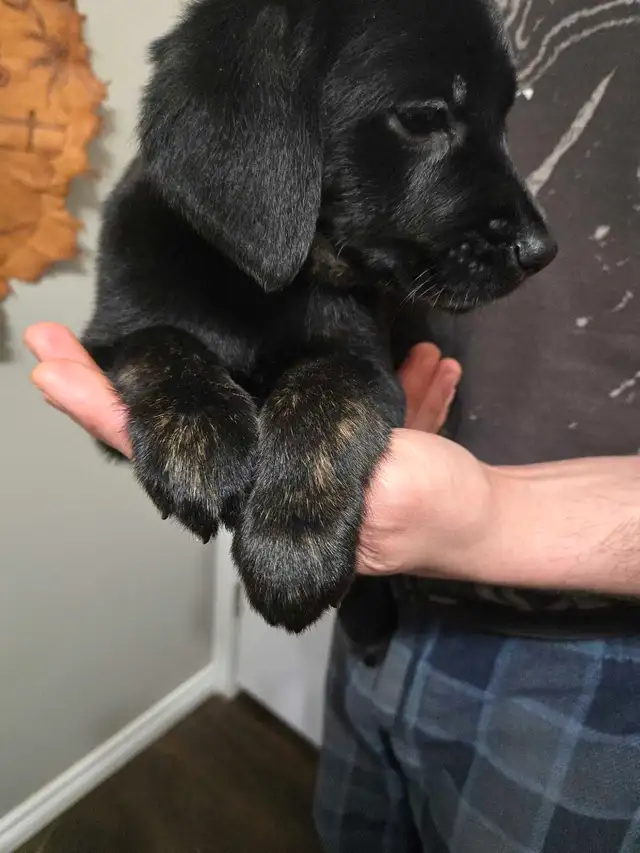 Golden Retriever/Lab puppies - Photo 6