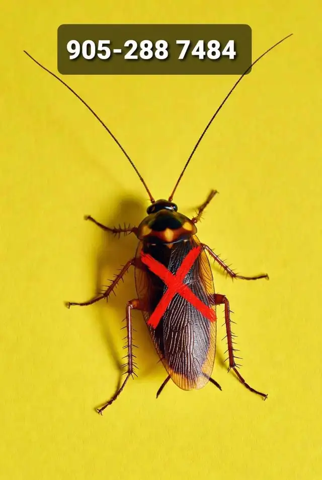 Pest Control_Cockroach, bedbugs, ants, Raccoons squirrels