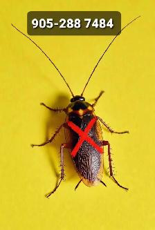 Pest Control_Cockroach, bedbugs, ants, Raccoons squirrels