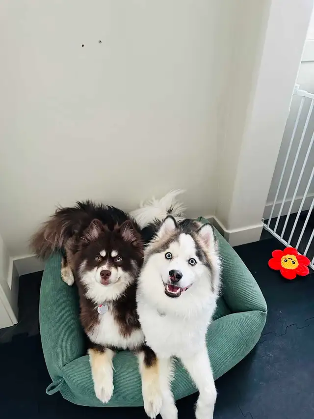 Rehoming 2 Pomskies
