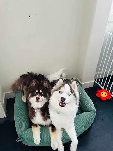 Rehoming 2 Pomskies