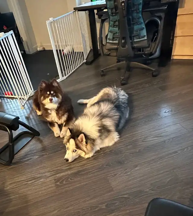 Rehoming 2 Pomskies - Photo 2