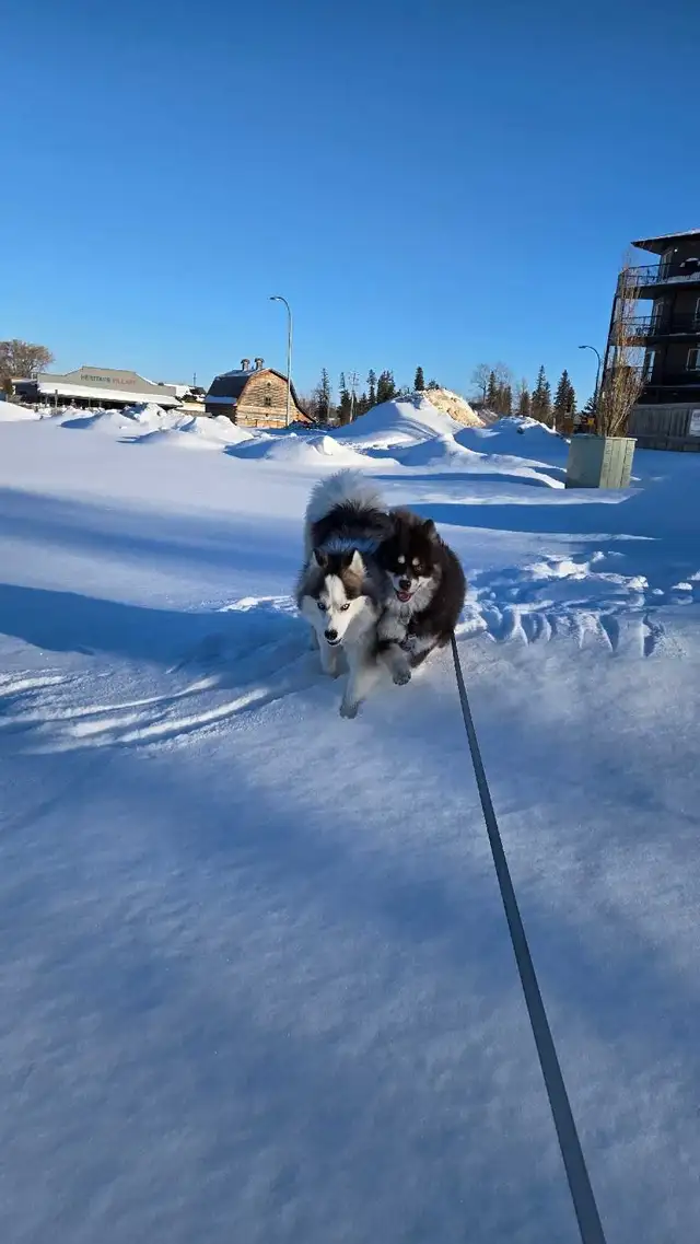 Rehoming 2 Pomskies - Photo 3