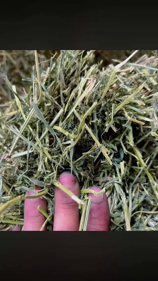 Alfalfa and grass / alfalfa mix hay
