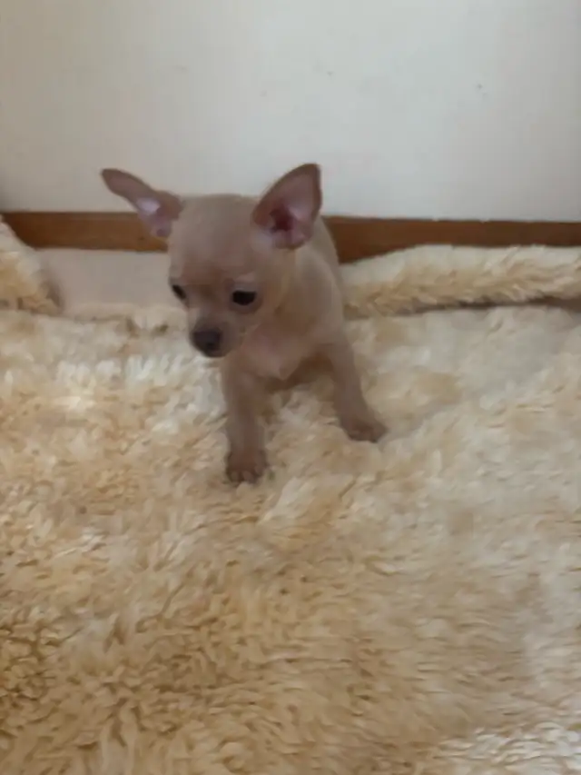 chihuahua de 2 1/2 mois