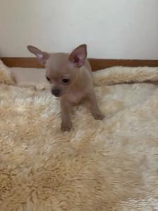 chihuahua de 2 1/2 mois