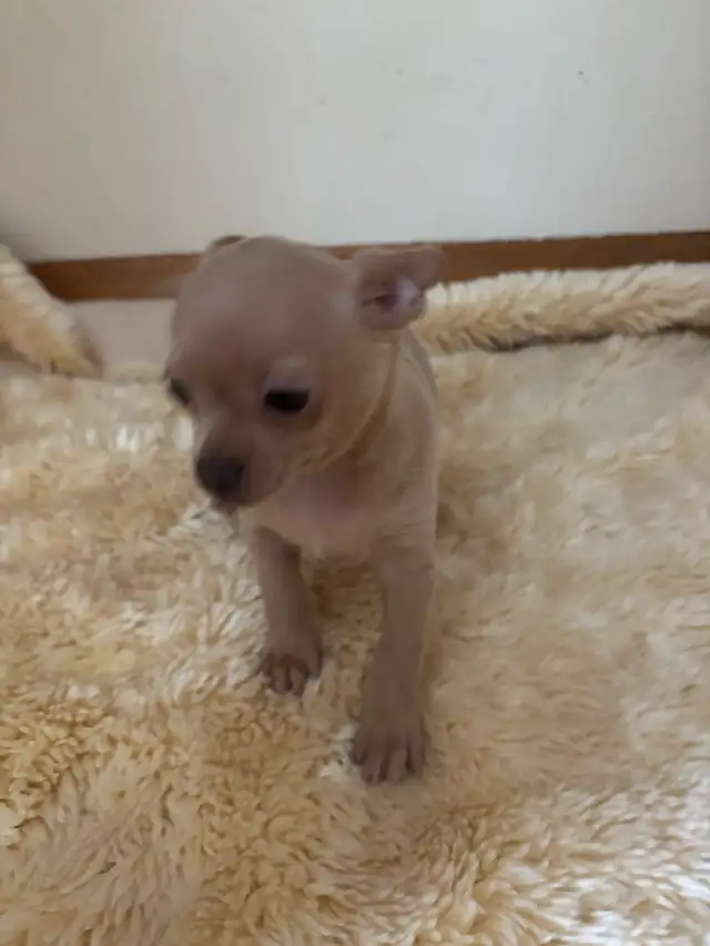 chihuahua de 2 1/2 mois - Photo 2