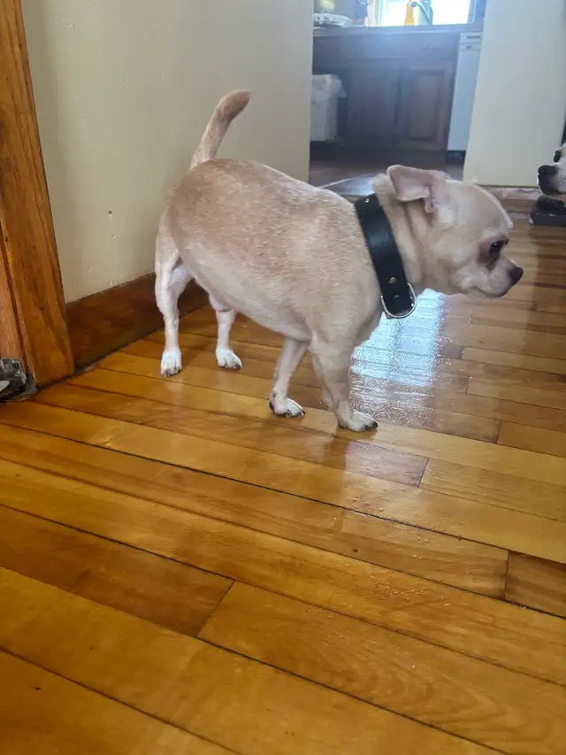 chihuahua de 2 1/2 mois - Photo 3