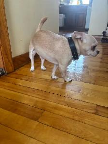 chihuahua de 2 1/2 mois - Photo 3