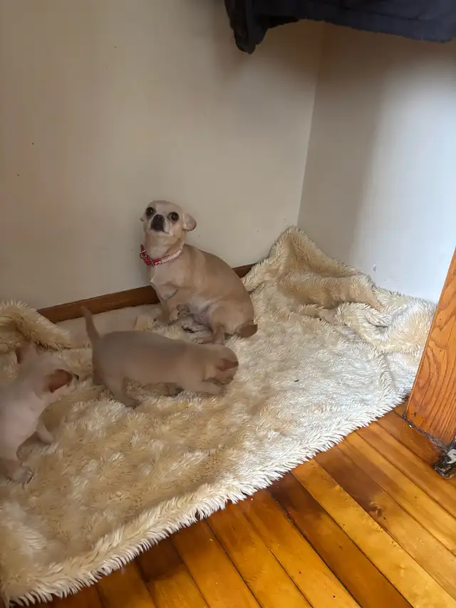 chihuahua de 2 1/2 mois - Photo 4