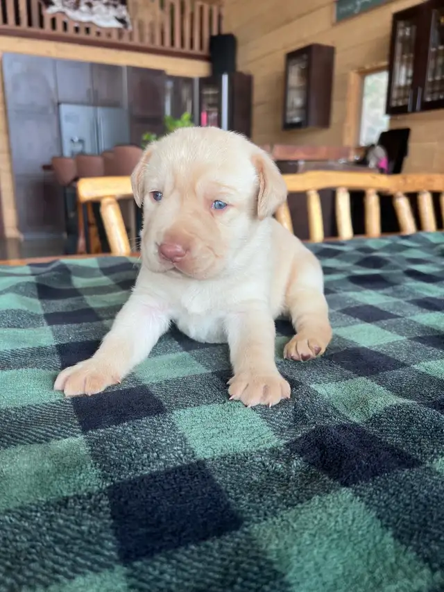 Purebred Labrador Puppies !!!
