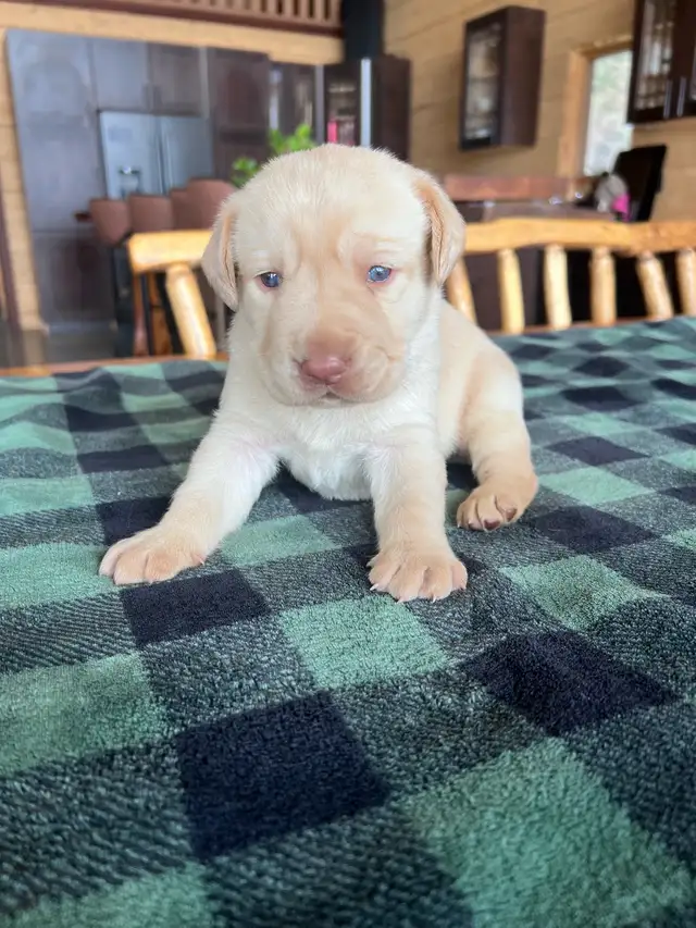 Purebred Labrador Puppies !!! - Photo 2