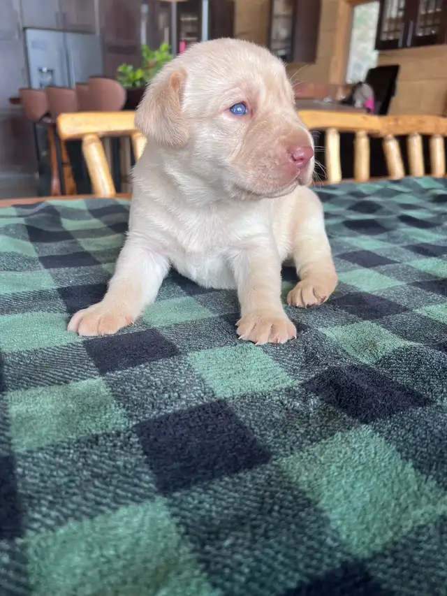 Purebred Labrador Puppies !!! - Photo 3