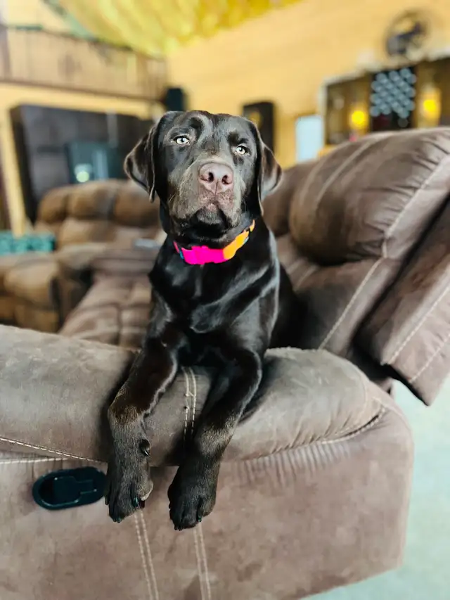 Purebred Labrador Puppies !!! - Photo 4