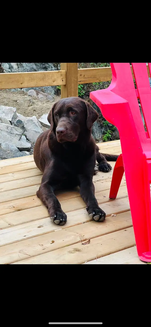 Purebred Labrador Puppies !!! - Photo 5