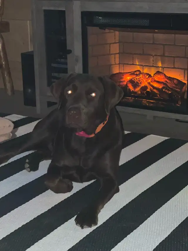 Purebred Labrador Puppies !!! - Photo 6