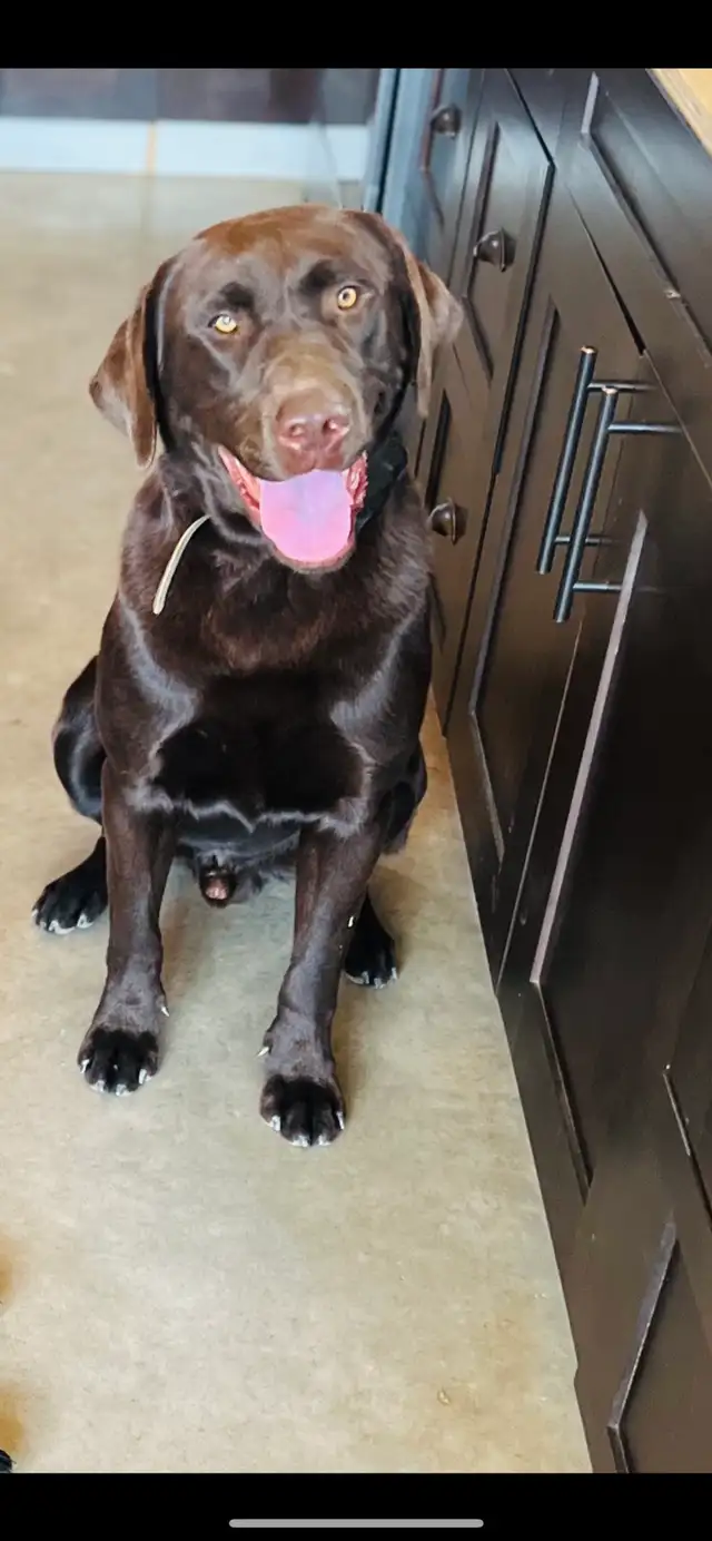 Purebred Labrador Puppies !!! - Photo 7