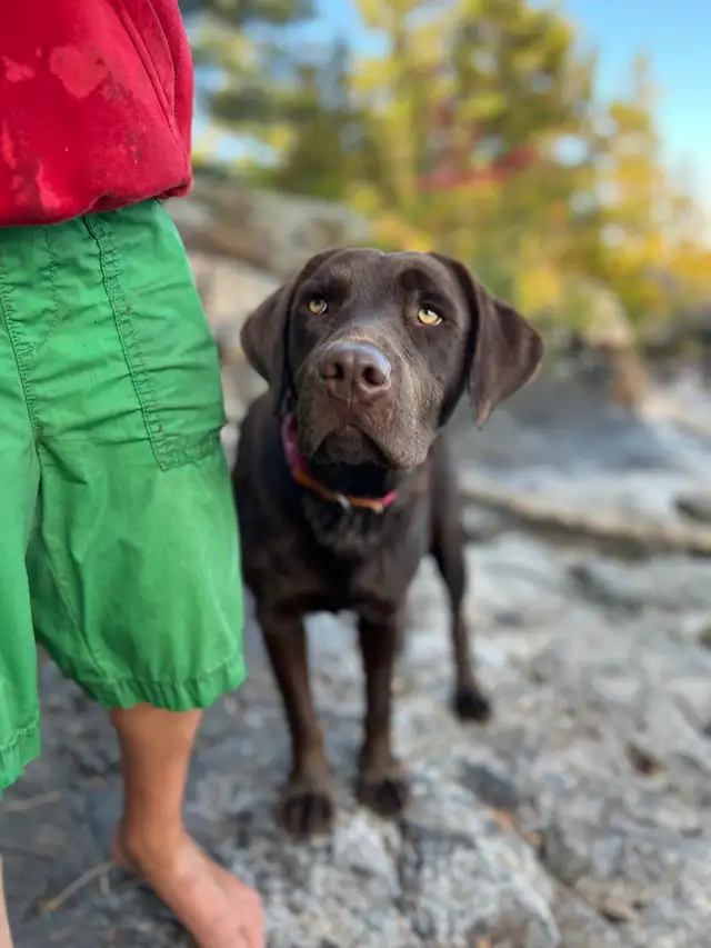 Purebred Labrador Puppies !!! - Photo 8