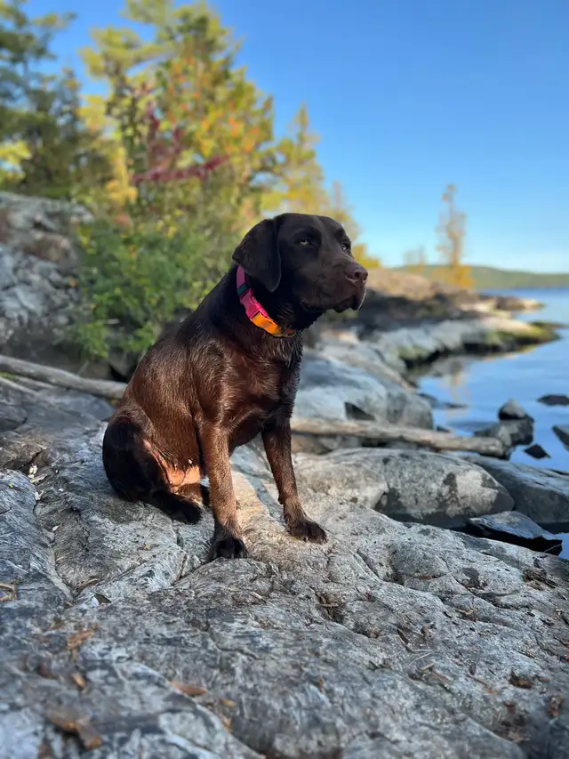 Purebred Labrador Puppies !!! - Photo 9
