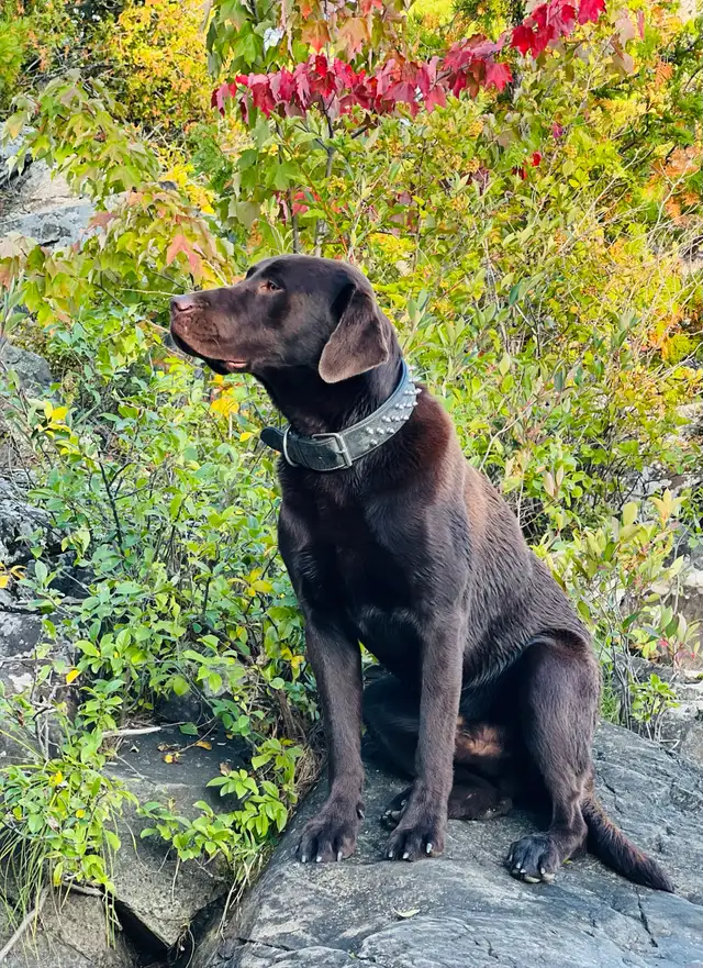 Purebred Labrador Puppies !!! - Photo 10