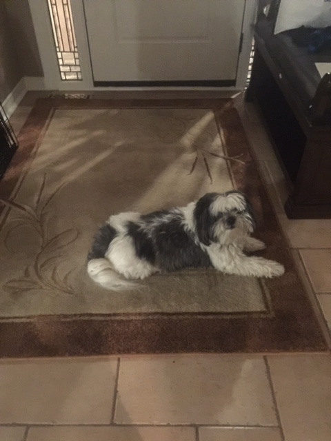 'Home away from home pet sitting' - Photo 2