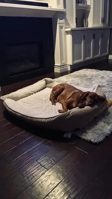 'Home away from home pet sitting' - Photo 4