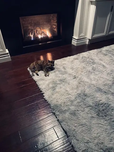 'Home away from home pet sitting' - Photo 5