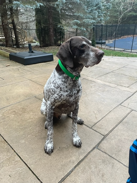 'Home away from home pet sitting' - Photo 7