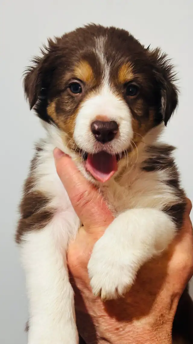 Purebred Registered Border Collie Puppies