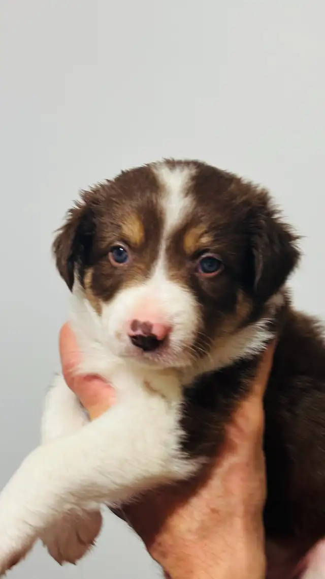 Purebred Registered Border Collie Puppies - Photo 2