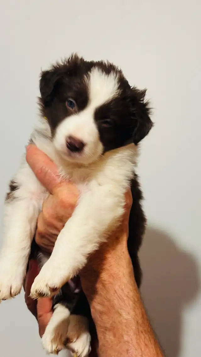 Purebred Registered Border Collie Puppies - Photo 3