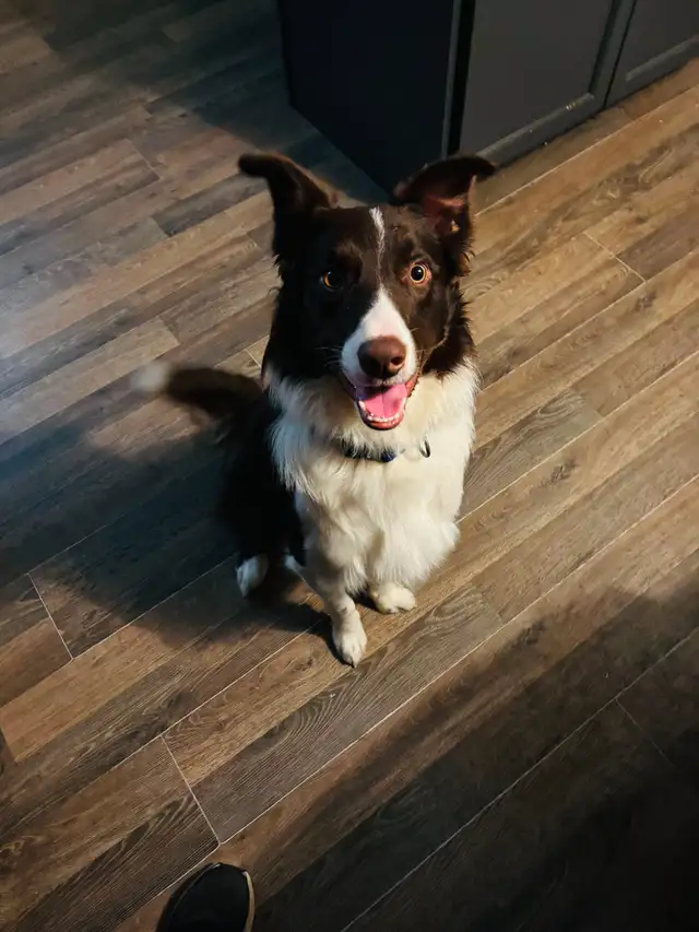 Purebred Registered Border Collie Puppies - Photo 4