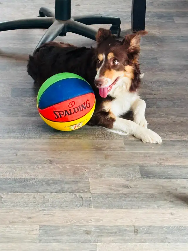 Purebred Registered Border Collie Puppies - Photo 5