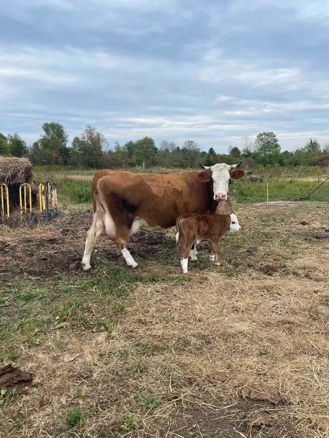 4 Year Old Simmental Breeding Cow - Open & Proven!