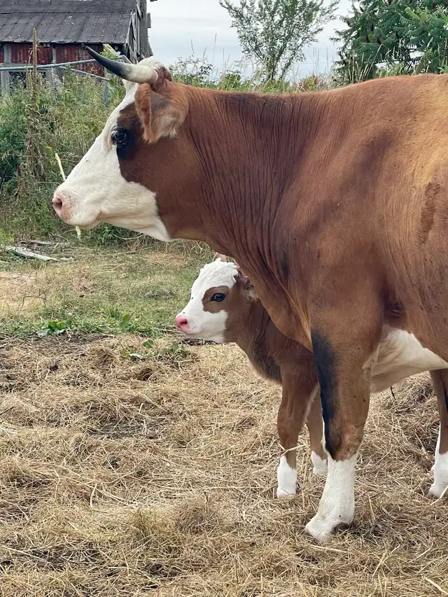 4 Year Old Simmental Breeding Cow - Open & Proven! - Photo 2