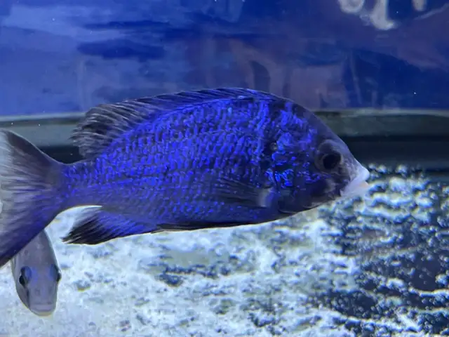 The Mdoka white lips