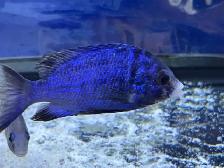 The Mdoka white lips