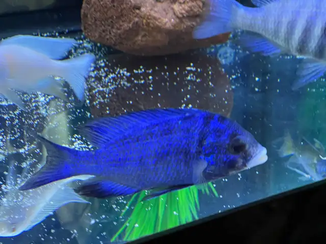 The Mdoka white lips - Photo 2