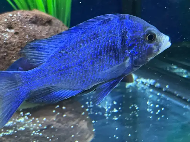 The Mdoka white lips - Photo 3