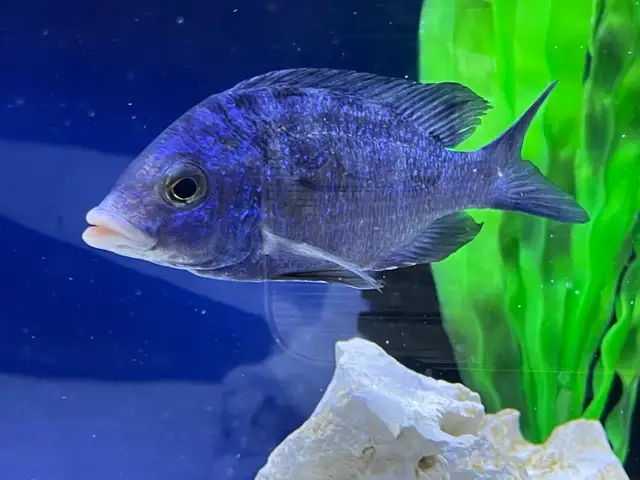 The Mdoka white lips - Photo 5