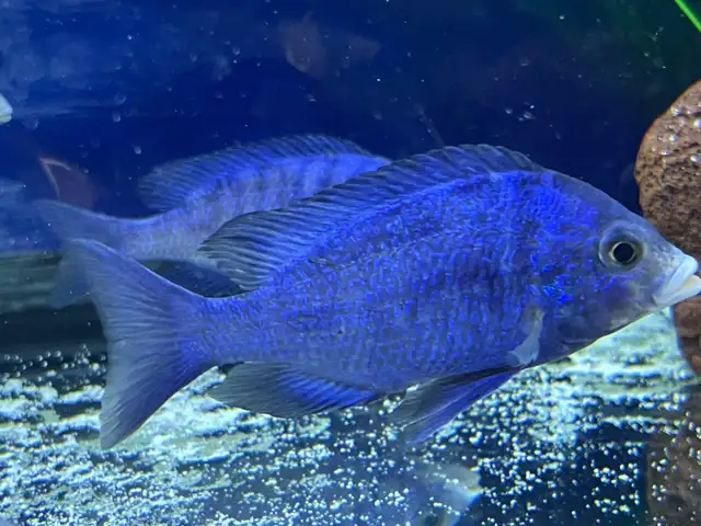 The Mdoka white lips - Photo 6