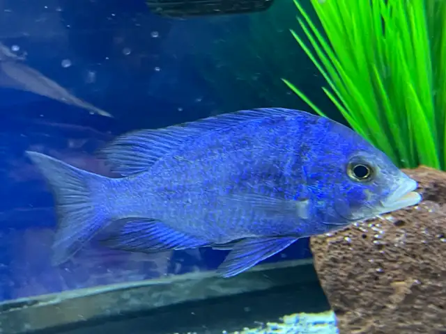 The Mdoka white lips - Photo 8